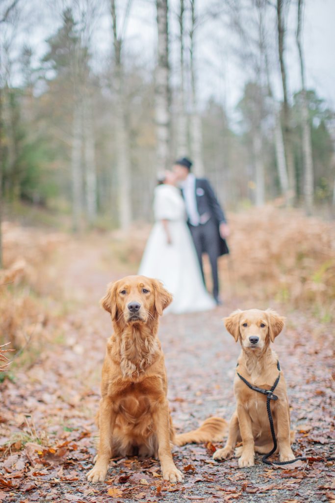 Carolina Ström - Bröllopsfotograf - Wedding
